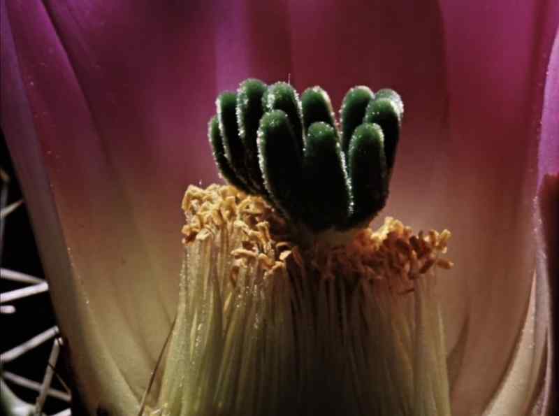 Here is one of nature's innermost secrets