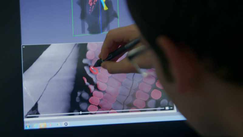Here, scientists can isolate the image of each bone