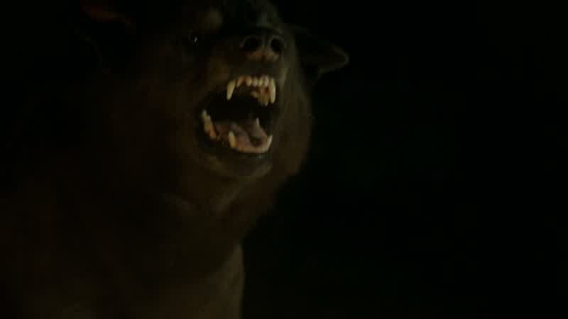 Here, Shaggydog