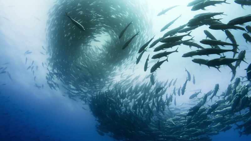 Here, swirling currents bring out nutrients from the deep
