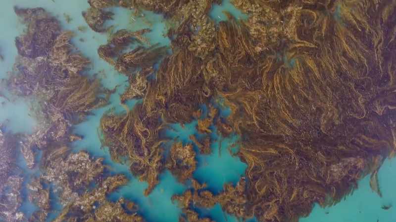 Here, the biggest kelps of all
