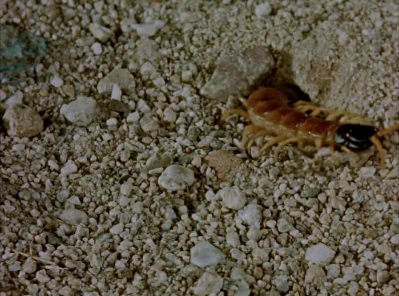 Here the centipede puts his best foot forward