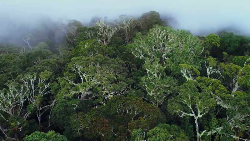 Here, the trees stand 30 metres tall