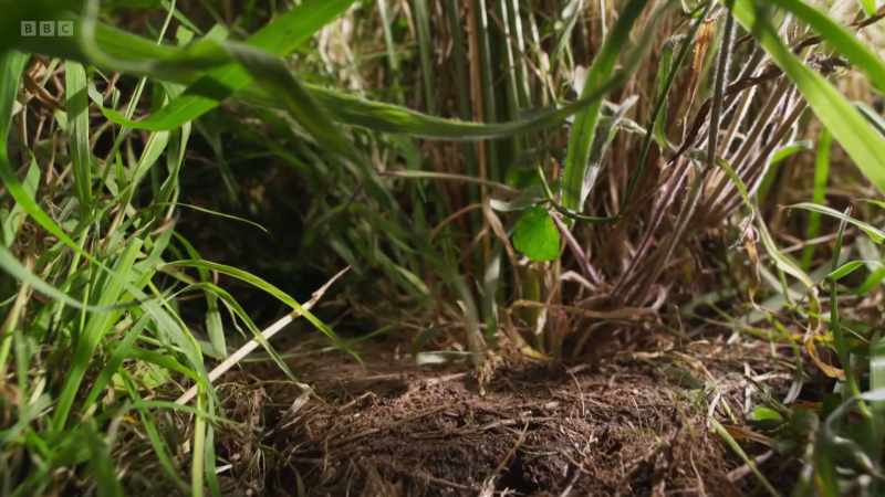 Here, there is a network of hidden trails