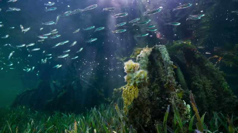 Here there's abundant food for baby fish