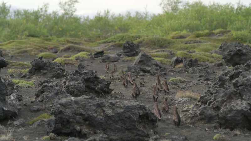 Here, they will live together hidden in the undergrowth for several years