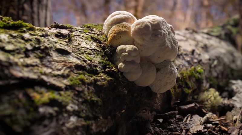 Here's how medicinal mushrooms are thought to work