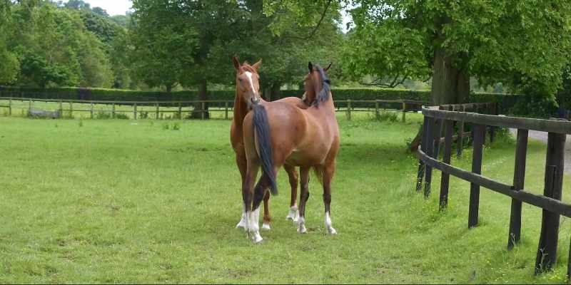 He's had a bowl of nuts, he's had some hay