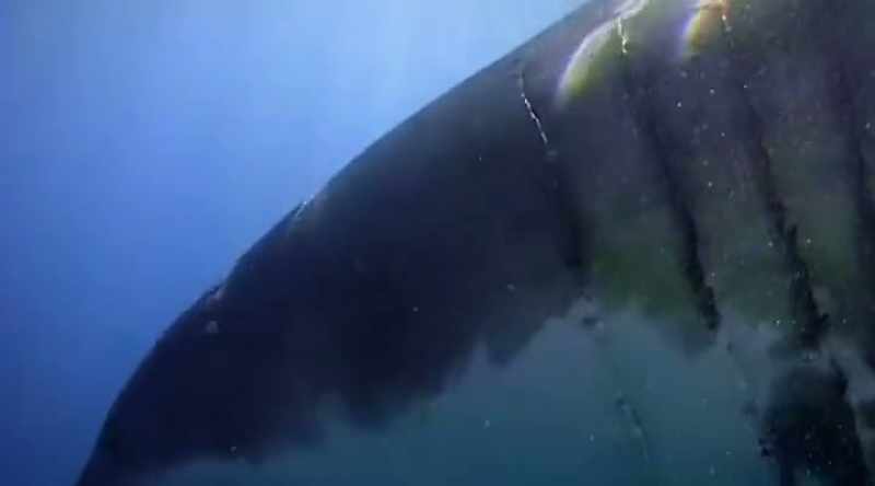 He's a seasoned shark diver