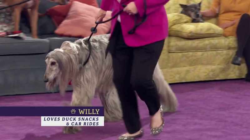 He's an Afghan Hound