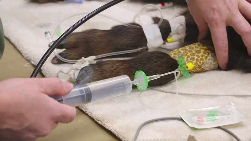He's been given mannitol to try to reduce the effect
