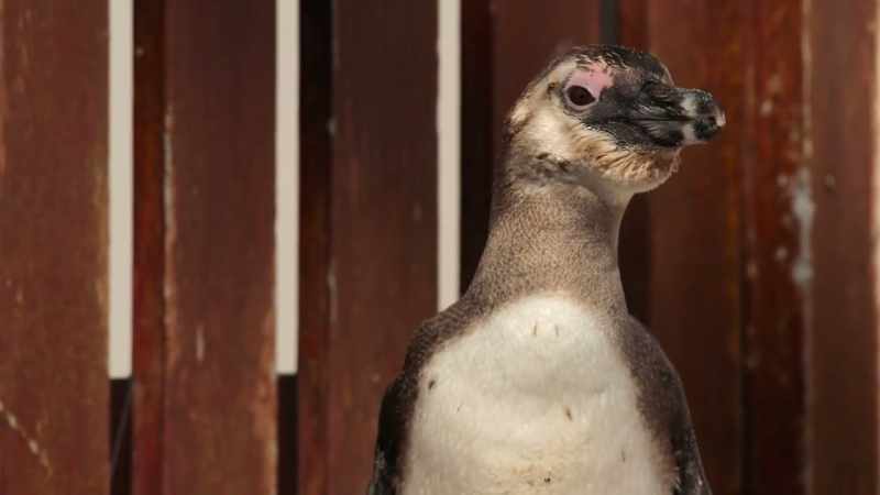 He's just survived more than a year alone at sea