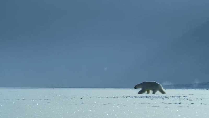 He's looking for seals, which make up the bulk of his diet