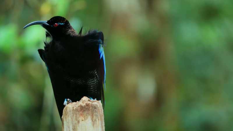 He's not having a bad feather day