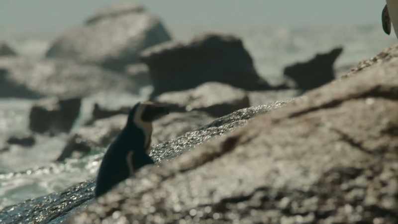 He's put his best flipper forward