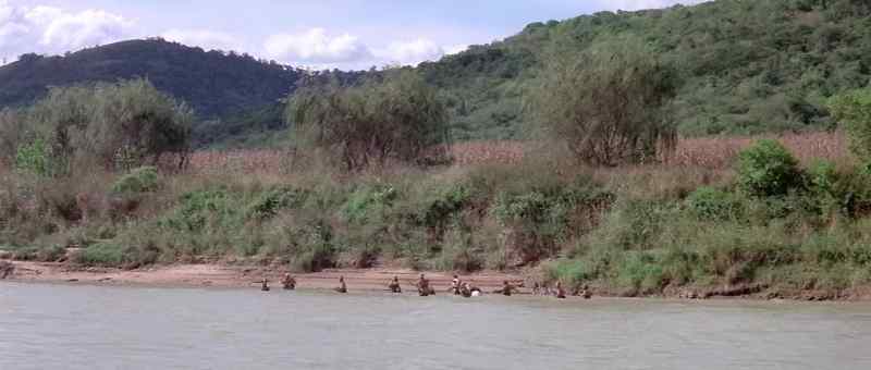 He's safely across the river, that schweinehoot