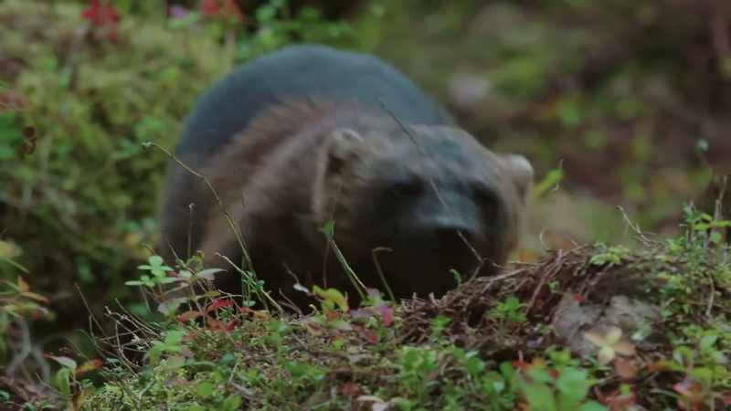 He's slower than most of his prey