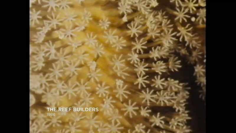 He's the first guy to really go down and start cataloging corals