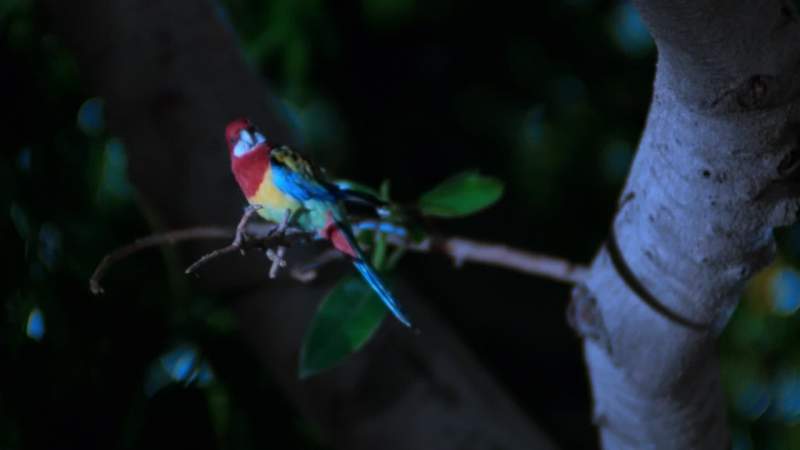 Hey bird