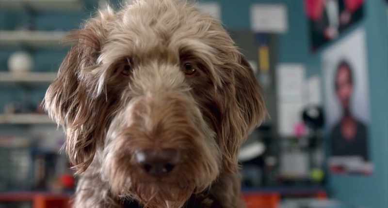 Hey, buddy. What's going on? - And that's Oliver, my person