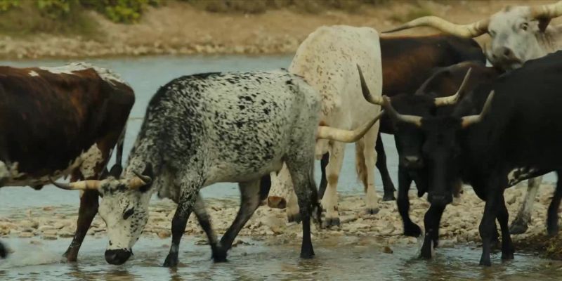 Hey, cow. Hey, cow