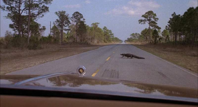 Hey Daddy look at that big ugly alligator