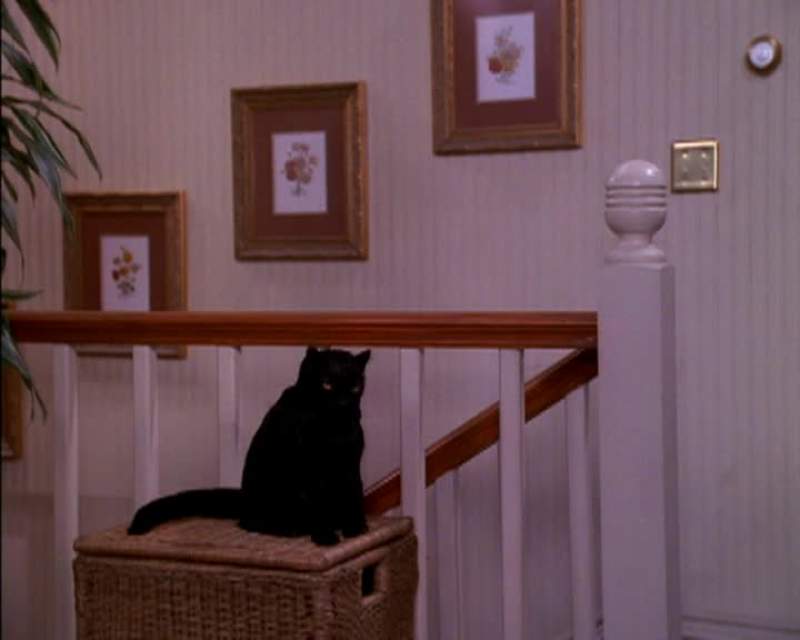 Hey dogs guard
