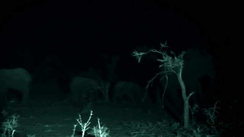 HEY, GENTS, WE'RE GETTING SURROUNDED BY ELEPHANTS