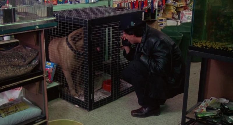 Hey, gimme a kiss
