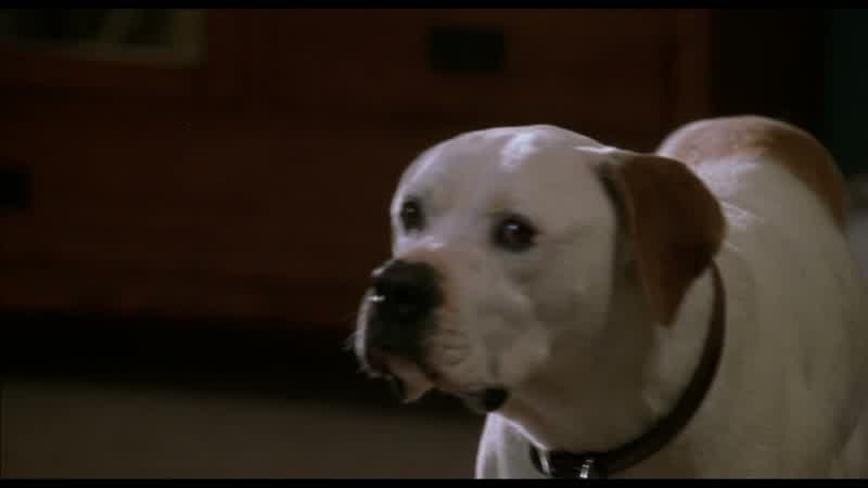 Hey, Gunner