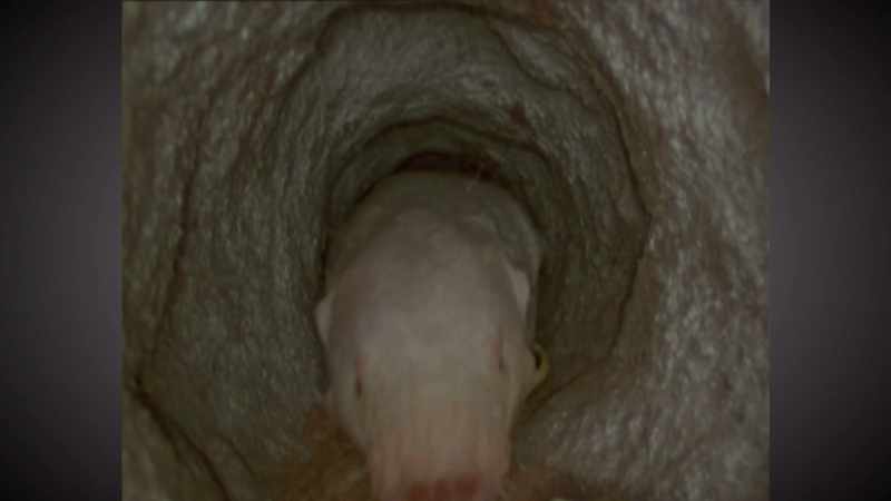 Hey... he's a naked mole-rat, okay?