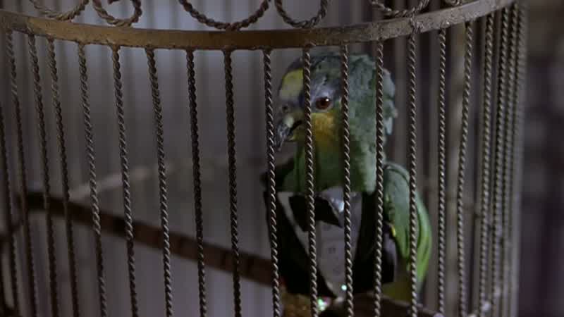 Hey there little guy How you doingFuck off four eyesI beg your pardonI said Fuck off four eyesOh I ought to kick your assHey Hey HeyRelax son It's just a birdHello birdie Polly want a crackerPolly