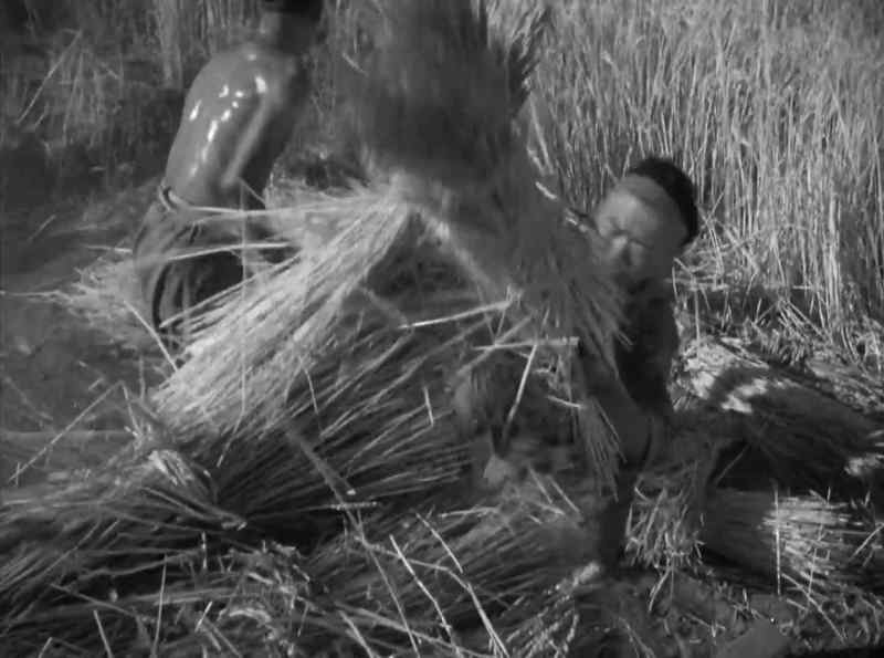 Hey hurry with the wheat!