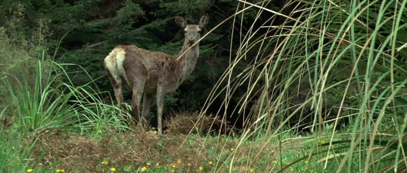 Hey look a deer Wow That's cool