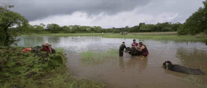 Hey, Rampa! Come and wash the buffaloes