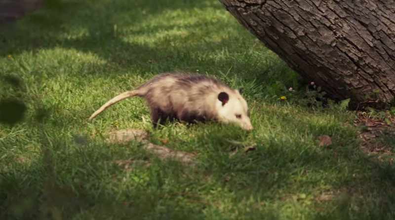 Hey, skippy. What's up, boy?