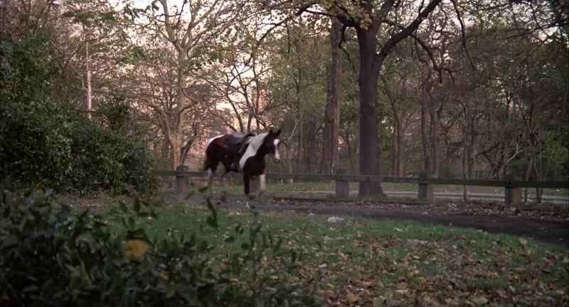 Hey! Stop that horse!