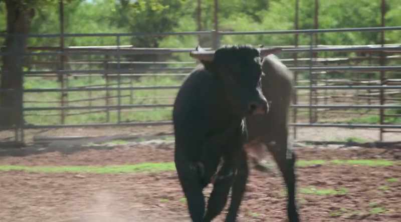 Hey, this sucker is ready to be a bucking bull