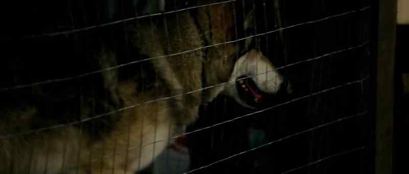 Hey, is that a wolf?