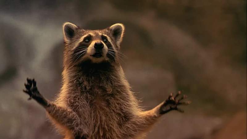 Hey the beaver offers you a fish you take the fish