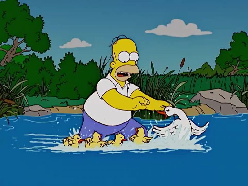 Hey! This race is for rubber ducks, not meat ducks