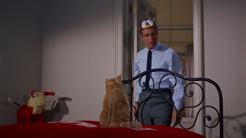 Hi, cat