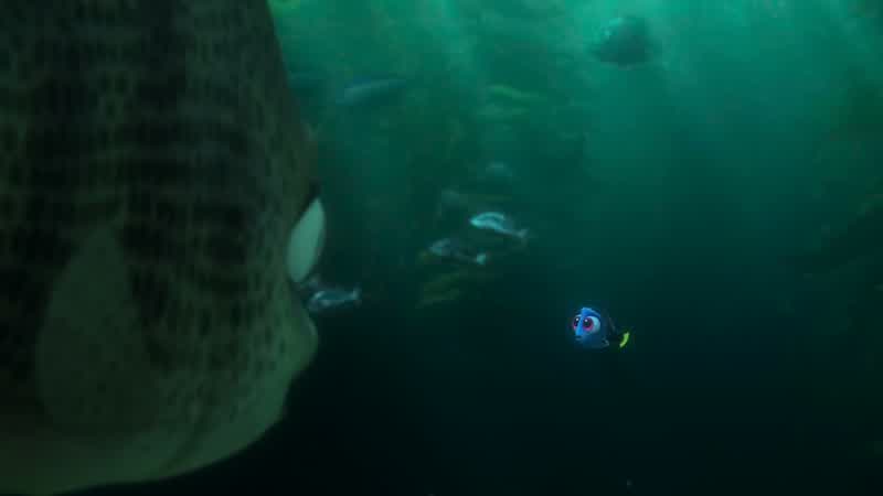 Hi, I'm Dory