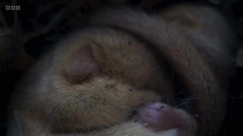 Hidden away, a tiny dormouse is hibernating
