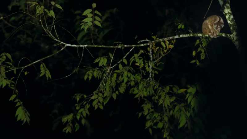 Hidden in the trees on Leuser's southern border