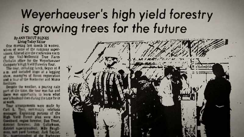 High-yield forestry