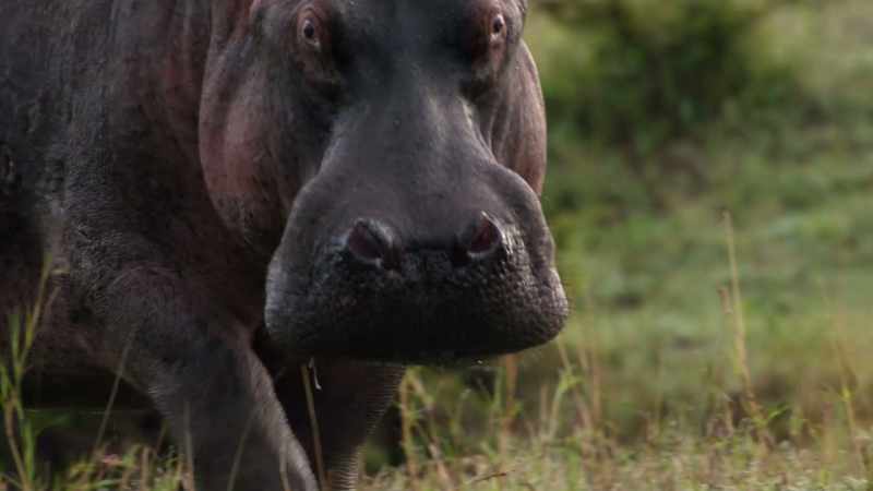 (HIPPO GRUNTING)