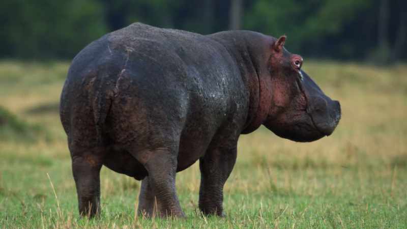 (HIPPO GRUNTING)