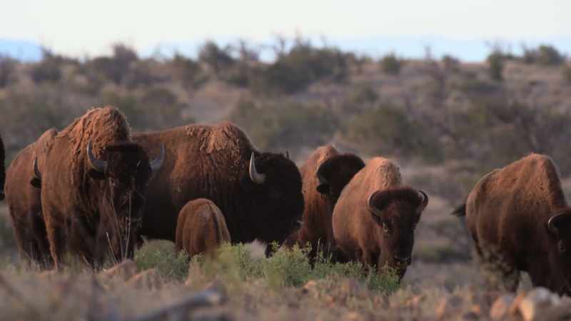 His army killed and ate 500 bison