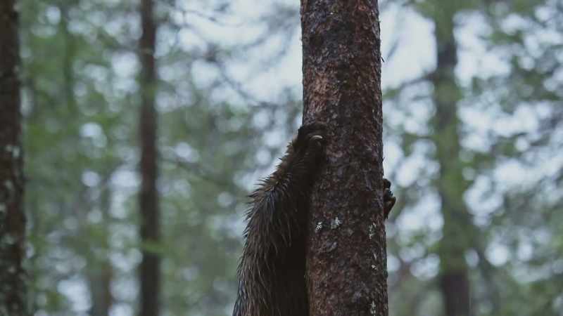 His grip is secure thanks to his famously long and strong claws